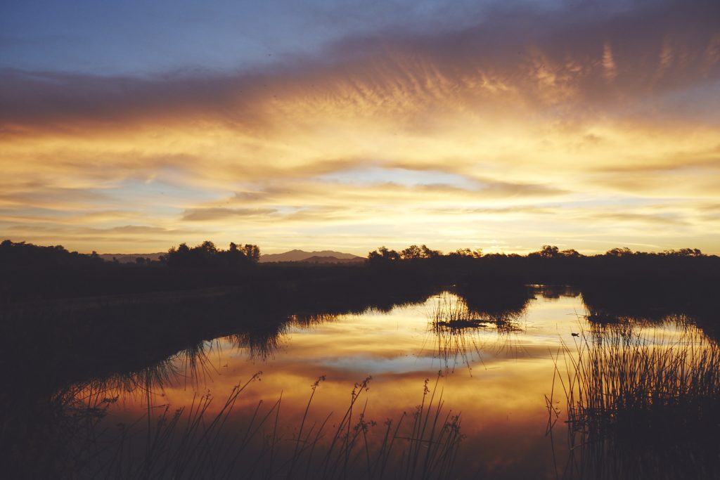 Prado wetlands at sunrise