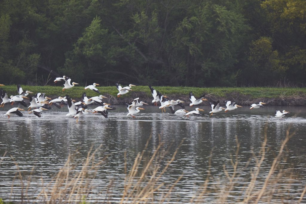 Waterfowl in lake at Prado wetlands